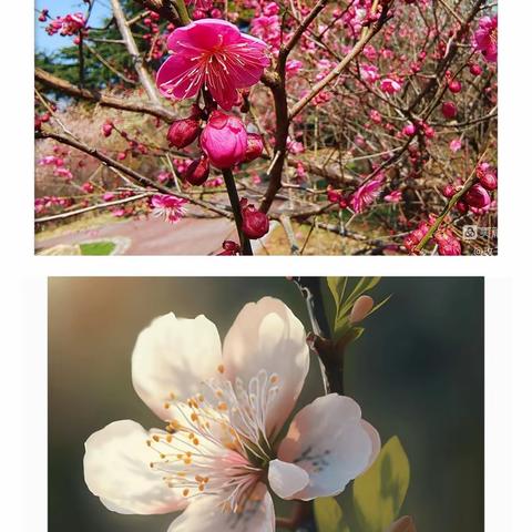 下笔如生花，妙趣自横生——蒲西街道西关中心小学三3班“双减”快乐作文