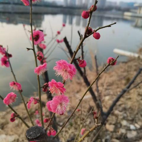 分享交流促提升，笃行不怠迎高考——人民路校区高三语文组分享交流会