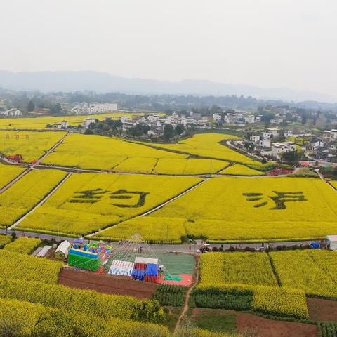 相约泸县赏菜花，花香春美人陶醉