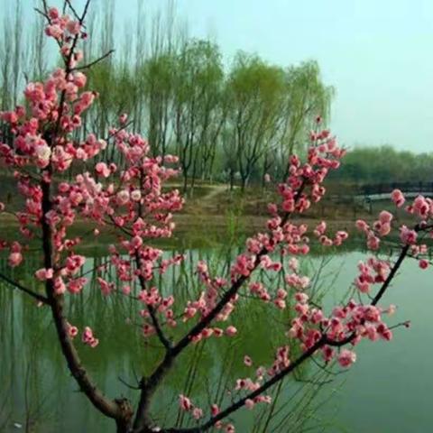 桃红柳绿美，教研气氛浓一一西完小六年级语文集体备课纪实。