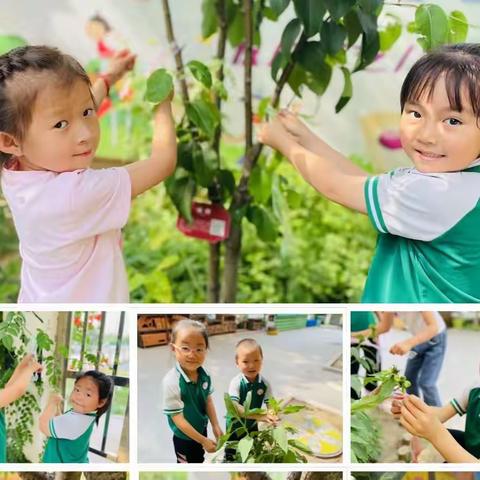 兵幼大七班六月班级活动——夏日限定，美好六月