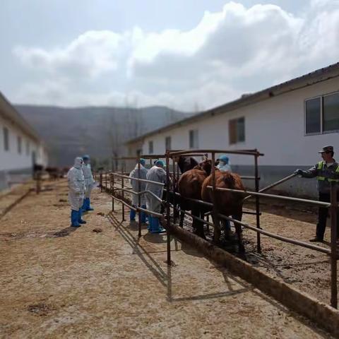 扎实做好动物防疫工作  为肉牛产业发展保驾护航