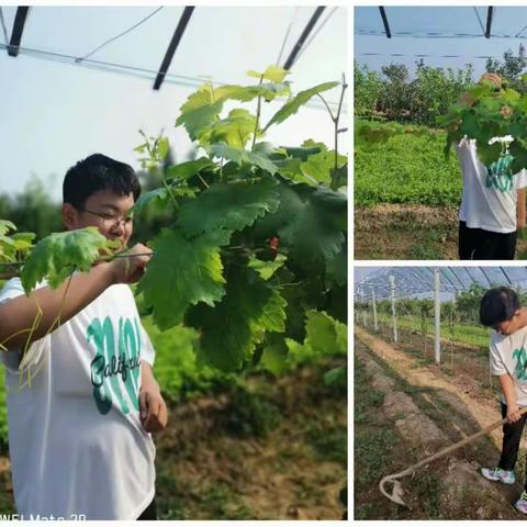 家务劳动促成长 德育之花向阳开——九年级二十班家务劳动记实