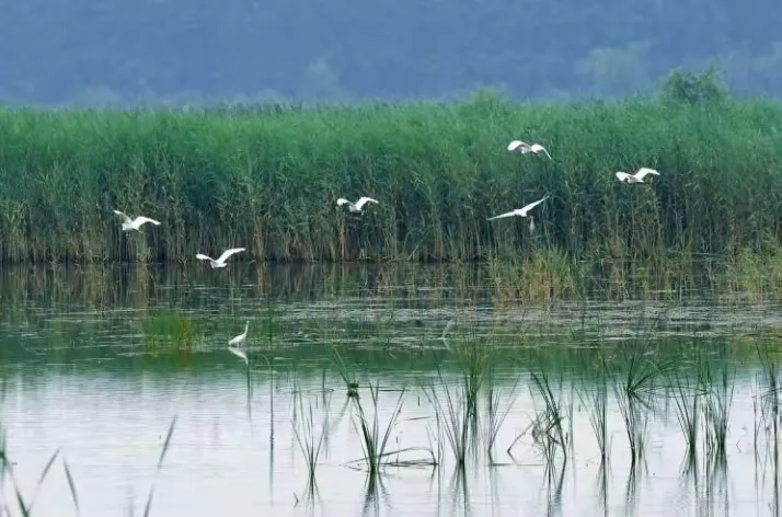 简篇-来一场感悟文史钩沉的体育嘉年华!