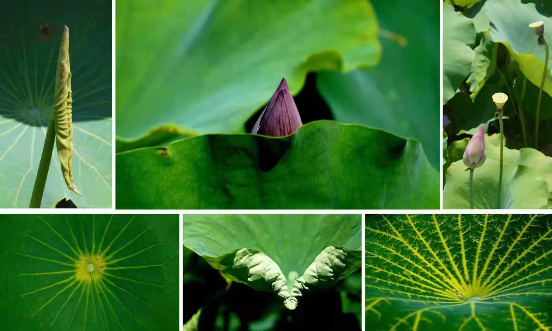 简篇-来一场感悟文史钩沉的体育嘉年华!