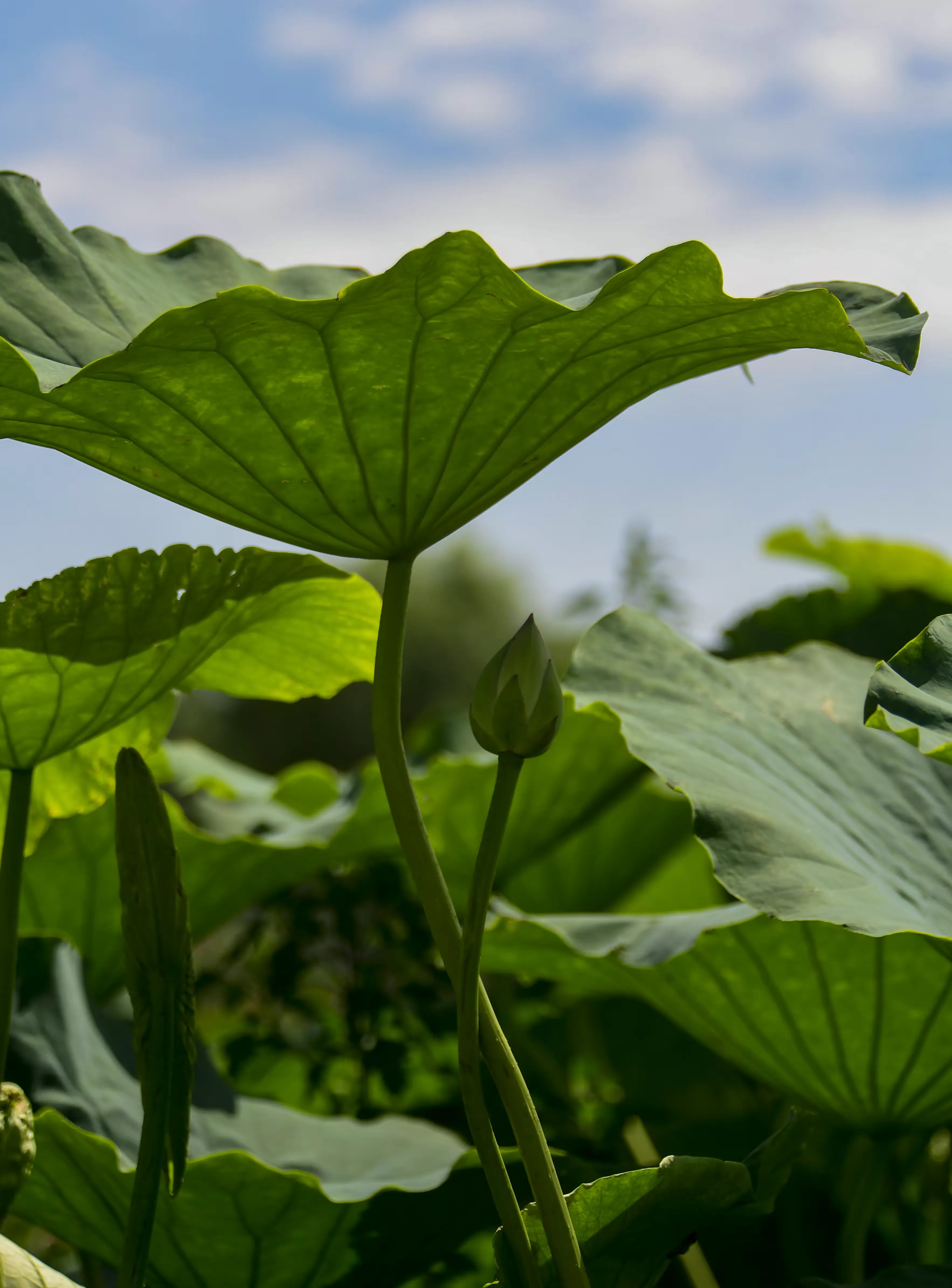 简篇-来一场感悟文史钩沉的体育嘉年华!