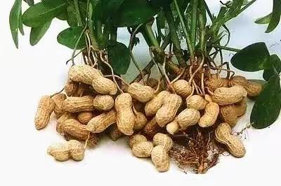 🌿体验农之辛苦🌿—🥜好事花生🥜