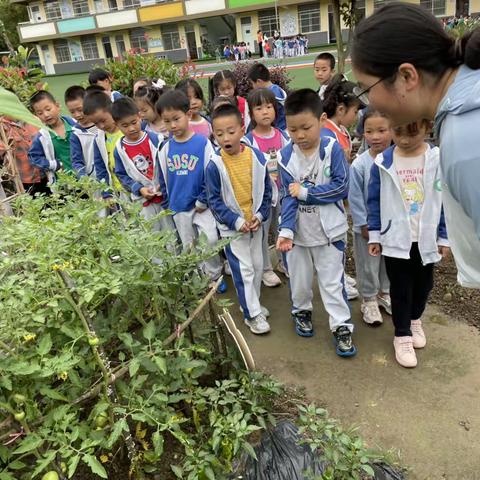 植物的秘密——大竹园镇中心社区幼儿园大班五月主题活动