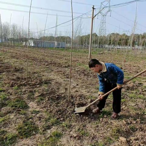 “植”此青绿，“浇”个朋友—福佑路小学三（3）班植树节活动