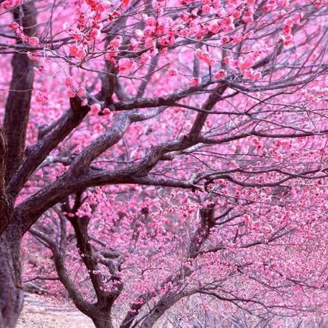 蒙山县新圩镇中心幼儿园中二班美术活动《桃花朵朵开》