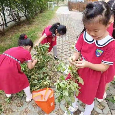 大四班种植地—菜园小天地