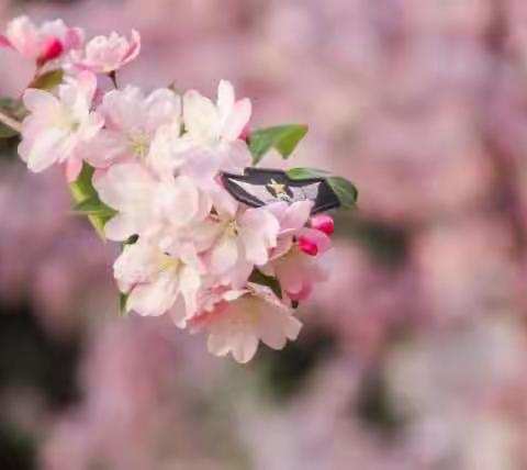 骨干教师引成长，砥砺前行共芬芳——沂南换于红军小学语文学科骨干教师示范课活动