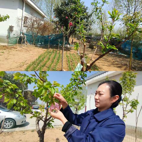 标题：春风十里，不如有树有你