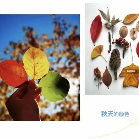 伊禾幼儿园小六班——《🍂我和树叶比个“叶”🍂》