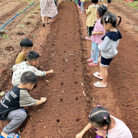 “小小种子，大大学问”——铺前中心幼儿园中三班户外种植活动！