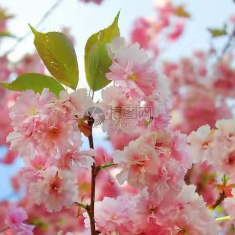 赴一场春天的约会🌸🌸