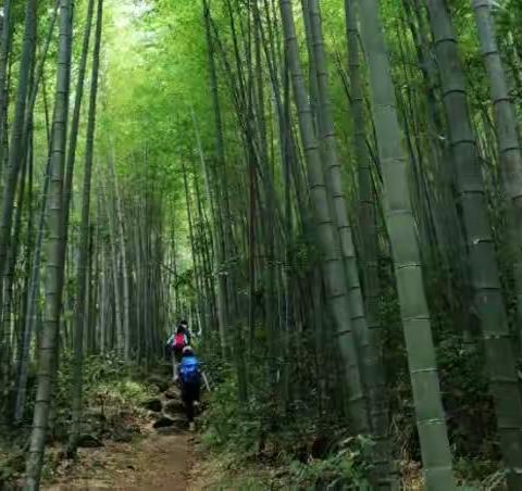 💝💝💝]欢乐鸟🐤 户外22-23日独家避暑专线西峡黄花蔓 野人谷游山玩水两日游