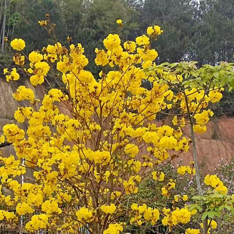 美好遇见花开