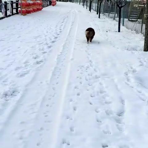 瑞雪兆丰年——香鹿山镇叶庄村为农户发春节福利