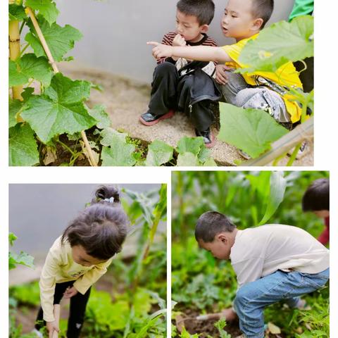 流长乡沙鹅幼儿园种植活动篇——亲近自然，以劳育美