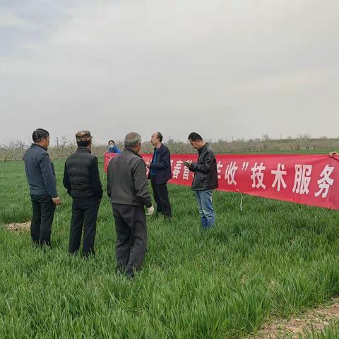 礼泉县农业农村局种子管理站：农技服务进田间 科学春管促增收