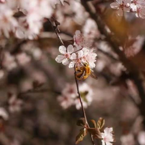 春暖花开的三月