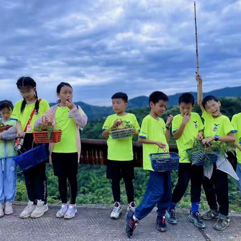 人间六月芳菲尽，惟有杨梅红满枝！