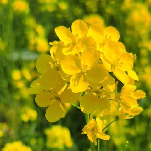 遇见春天    遇见油菜花———祥符区兴隆乡中心幼儿园