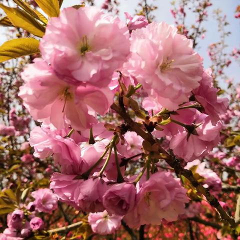 【诗如春雨润万物 诵以春风吹百花】近德固乡西吉七小学“百花诗韵香”活动纪实