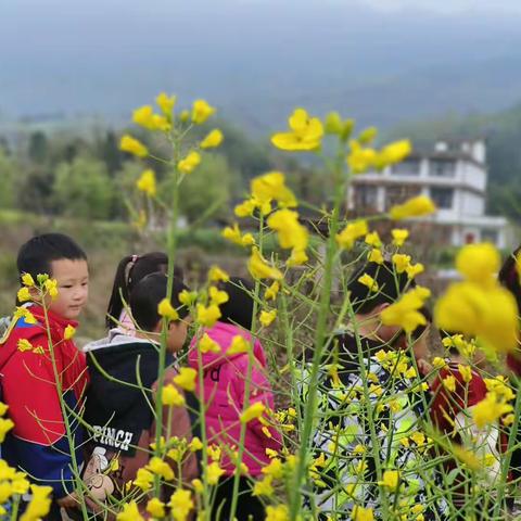 踏青寻春迹，与自然对“画”—龙门晨阳幼儿园春季研学