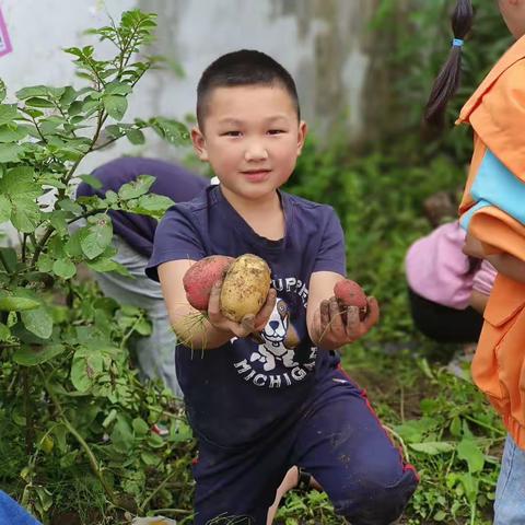 一颗土豆的诞生—龙门晨阳幼儿园劳动教育种植活动