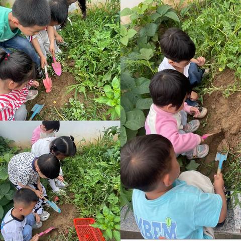 淮安市新北城幼儿园小一班食育活动———呀，薯条🍟