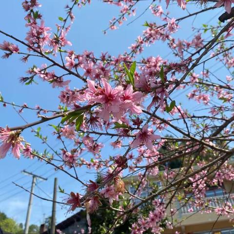 大合坪乡九校春游野炊活动