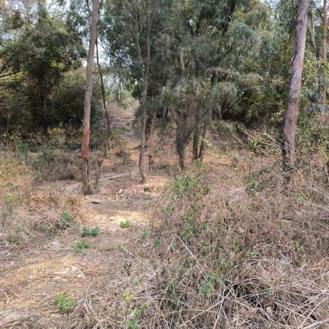 崖州区梅山片区4月1日工作简