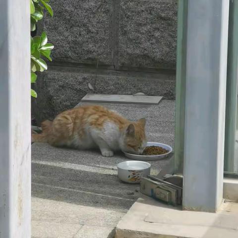 小黄猫带我选餐厅😄