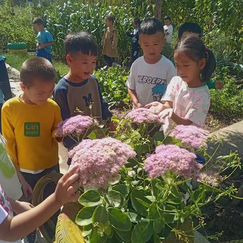 扎赉特旗第二幼儿园大二班“播种在春天  收货在秋天”采摘记