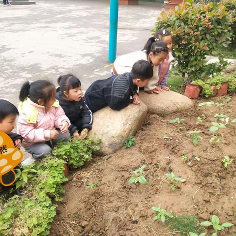 大屯幼儿园大三班四月份美篇