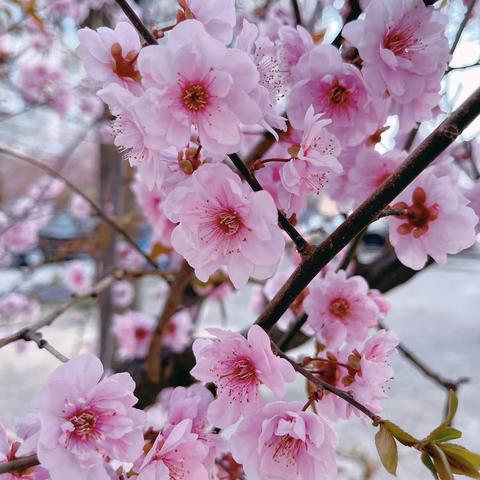 多彩实践促提升，特色作业展风采——寿光市稻田镇赵庙学校五年级社会实践纪实