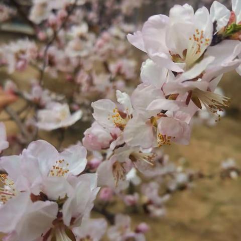 3月份蒙欣家园项目简报（副本）（副本）