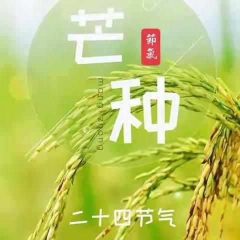 【五尧教育】芒种至，仲夏始——四平庄幼儿园二十四节气芒种篇