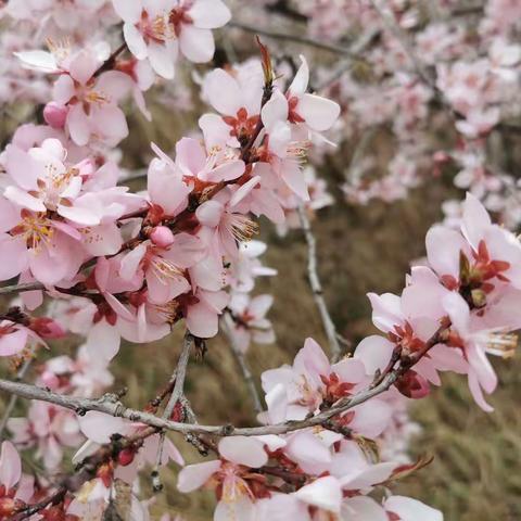 “童画桃花灼灼，约会醉美春天”——铜山区柳泉镇大冯幼儿园春季户外写生活动