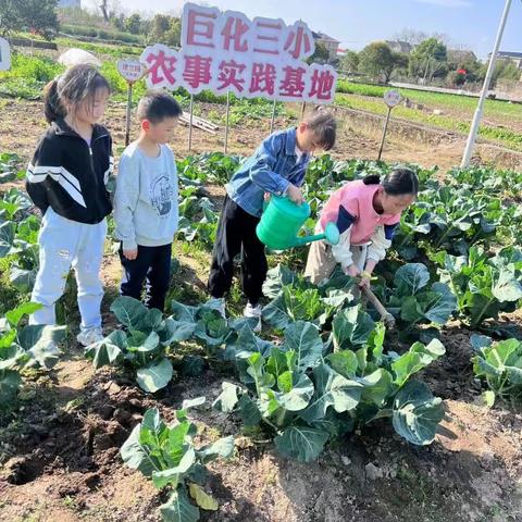 播种希望，收获美好——巨化三小三（3）班农事实践活动