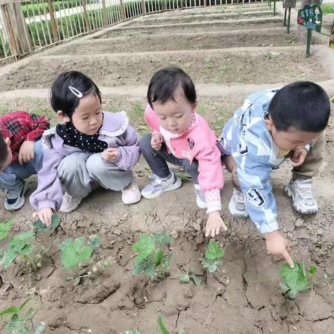 青州实验中学附属幼儿园小一班五月份月总结