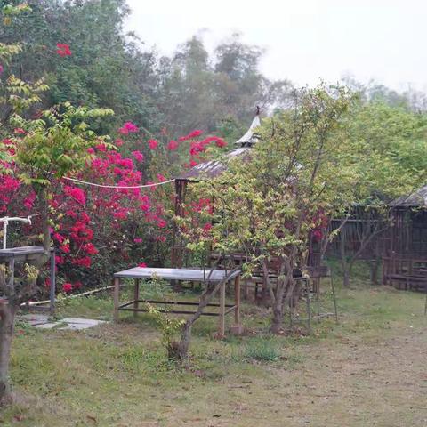 疫过天晴☀️繁花与共🌸              ---天桃实验学校2018级（5）班春游踏青活动