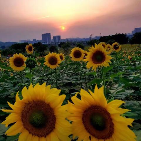 【马泉营校区】检查促规范  作业展风采