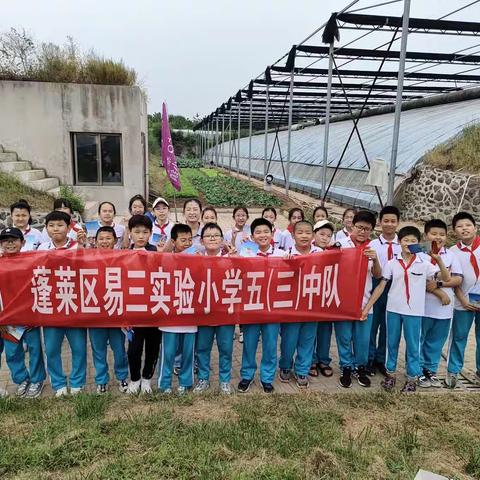 烟台市蓬莱区易三实验小学五（三）中队庆丰收蔬菜采摘