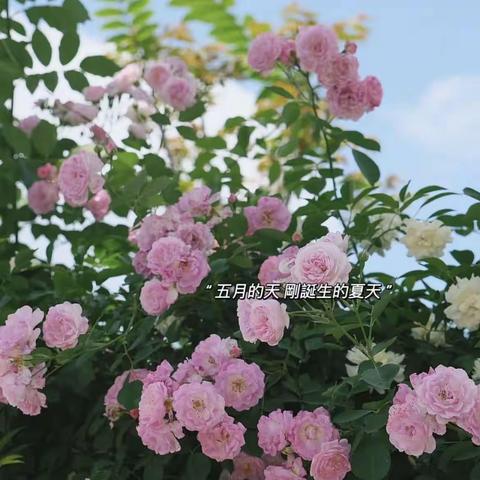 🍃春尽夏初临 芳菲歇去 夏木茵茵🌈