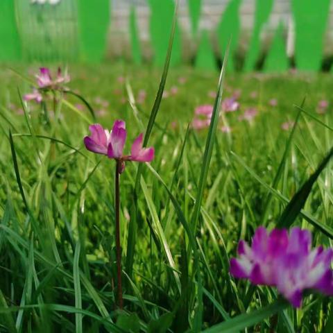 孝谦周六至善一班梦飞田园游学一日