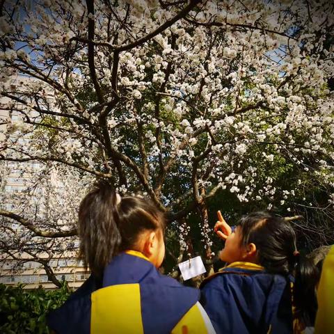 春天在哪里————芳林路小学一年级三月主题课程回顾