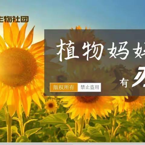 植物妈妈有办法